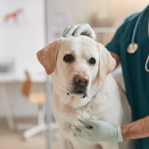 Pet Wipes